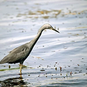 Herons Collection: Slaty Egret