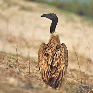 Accipitridae Collection: Slender Billed Vulture