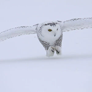 Snowy Owl landing in snow, Bubo scandiacus