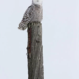 Snowy Owl perched on a pole in the snow, Bubo scandiacus