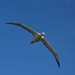 Snowy (Wandering) Albatross flying