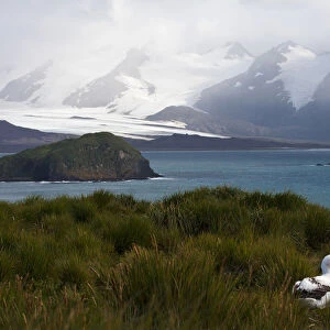 Snowy (Wandering) Albatross sitting on Prion Island