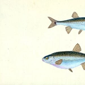 Sole, Pleuronectes Solea, 1804, British fishes, Donovan, E. (Edward), 1768-1837, (Author)