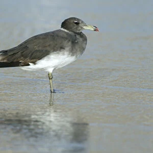 Sooty Gull, Larus hemprichii, Ichthyaetus hemprichii, Oman