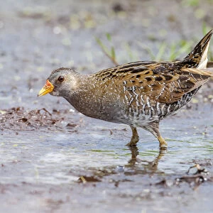 Rallidae Collection: Spotted Crake