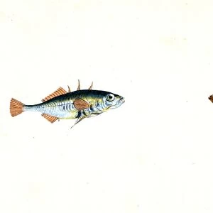Stickleback, three-spined, Gasterosteus Aculeatus, British fishes, Donovan, E. (Edward)