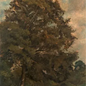 Study of an Ash Tree Print Study of an Ash Tree Print
