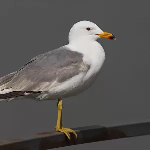 Laridae Collection: Armenian Gull