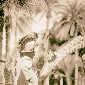 Sudan Khartoum Khartoum Zoo Giraffe nosing Major