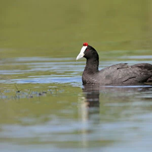 Swimming Red-knobbed Coot, Fulica cristata