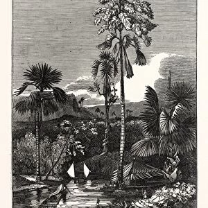 The Talapat Palm