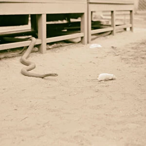 Tel Aviv Zoo Snake pursuing white rat 1934 Israel