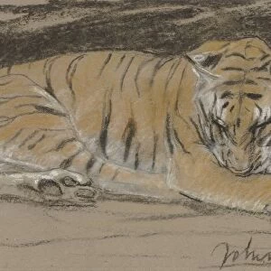 Tigress beasts prey predatory animals tiger John Macallan Swan