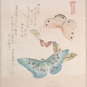 Various Moths Butterflies 19th century Japan