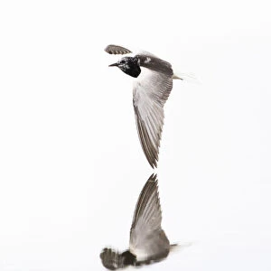 White-winged Black Tern flying, Chlidonias niger, Netherlands