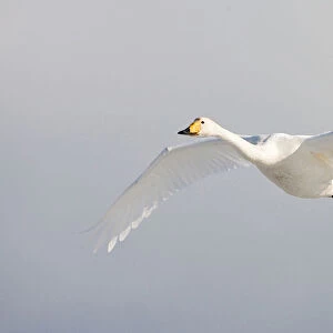 Whooper Swan adult flying, Cygnus cygnus