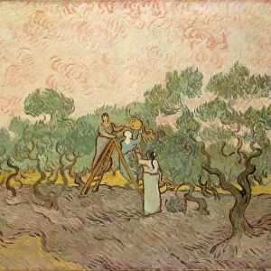 Women Picking Olives 1889 Oil canvas 28 5 / 8 x 36