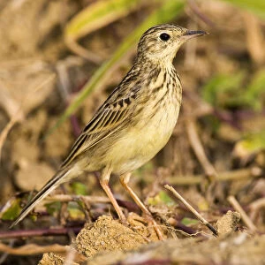 Yellowish Pipit, Anthus lutescens