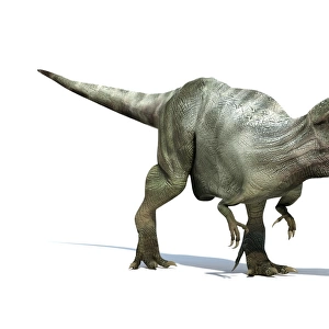 3D rendering of a Giganotosaurus dinosaur