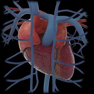 3D rendering of human heart and thoracic veins