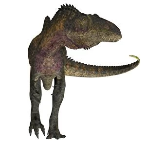 Acrocanthosaurus dinosaur on white background