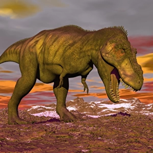 Aggressive Tyrannosaurus Rex dinosaur walking in the desert