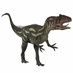 Allosaurus, a prehistoric era dinosaur