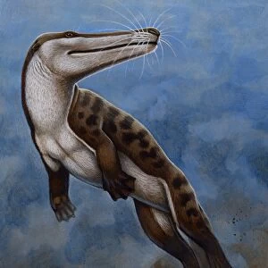 Ambulocetus natans, an early cetacean that lived in the Early Eocene epoch