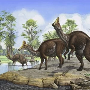 Amurosaurus riabinini dinosaurs grazing in prehistoric wetlands