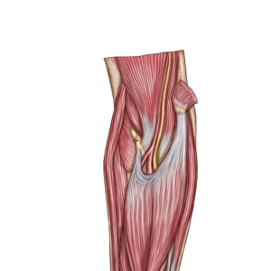 Anatomy of forearm muscles, anterior view, middle