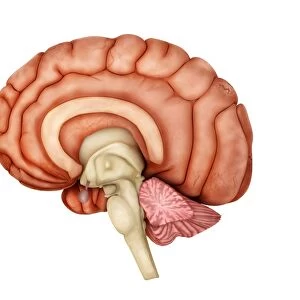Anatomy of human brain, side view