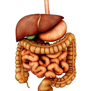 Anatomy of human digestive system, front view