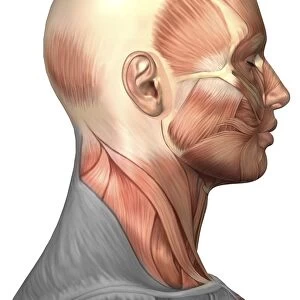 Anatomy of human face muscles, side view