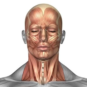 Anatomy of human face and neck muscles, front view