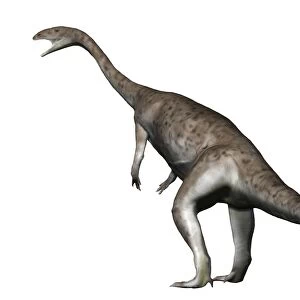 Anchisaurus dinosaur