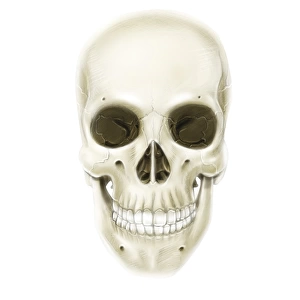Anterior view of human skull