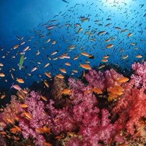 Anthias fish and soft corals, Fiji, Pacific Ocean