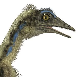 Archaeopteryx is a carnivorous bird that lived during the Jurassic period