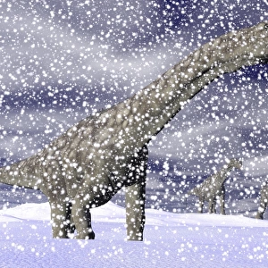 Argentinosaurus dinosaur walking in the snow on a winter day