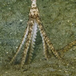 An Atlantic Longarm octopus stands upright on its legs