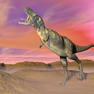 Aucasaurus dinosaur roaring in the desert by sunset