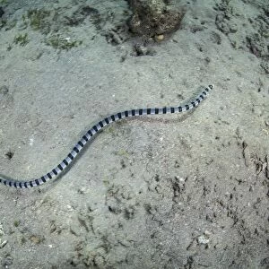 A banded sea snake swims over the seafloor in Indonesia