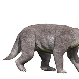 Barylambda is a pantodont mammal from the Paleocene epoch