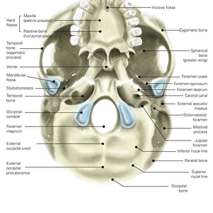 Base of human skull, inferior view, with labels