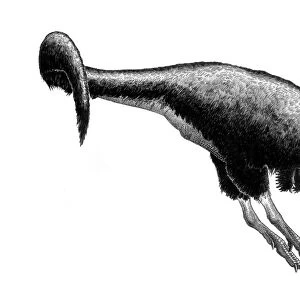 Black ink drawing of Gorgosaurus libratus
