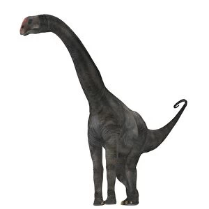Brontomerus dinosaur on white background