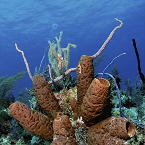Brown tube sponge cluster, Nassau, The Bahamas