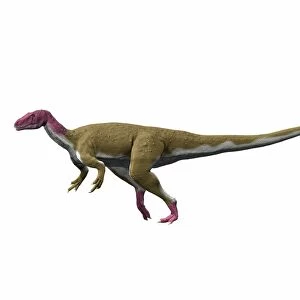 Camarillasaurus cirugedae, Early Cretaceous of Spain