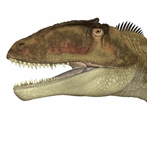 Carcharodontosaurus dinosaur head