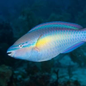 Caribbean Princess Parrotfish